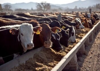 Perspectivas alentadoras: el engorde a corral refleja un cambio significativo en el sector ganadero