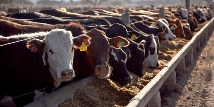 Perspectivas alentadoras: el engorde a corral refleja un cambio significativo en el sector ganadero