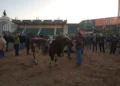 Inicia la llegada de animales a la Expo Rural 2026 en La Rural