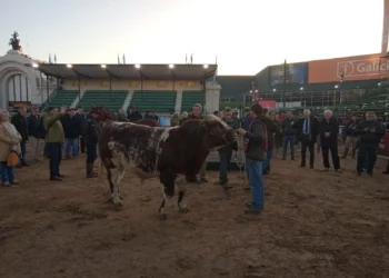 Inicia la llegada de animales a la Expo Rural 2026 en La Rural
