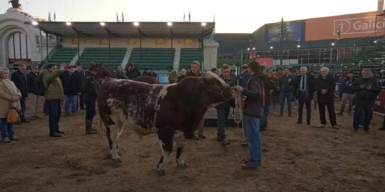 Inicia la llegada de animales a la Expo Rural 2026 en La Rural