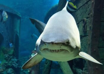 El tiburón del acuario carioca anticipa el vencedor de la final del Mundial entre Argentina y España