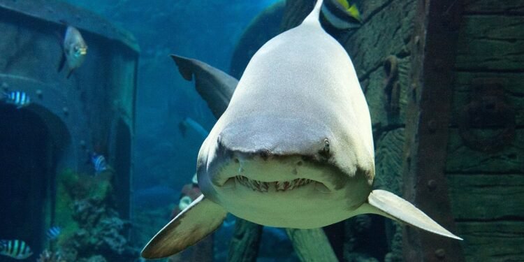 El tiburón del acuario carioca anticipa el vencedor de la final del Mundial entre Argentina y España