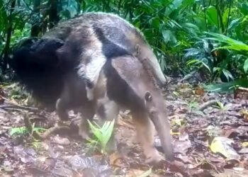 El conmovedor video de un oso hormiguero con su cría que se volvió viral en el Parque Nacional Iberá