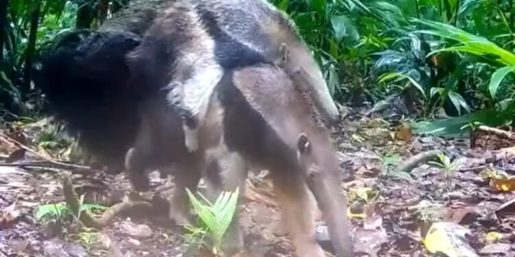 El conmovedor video de un oso hormiguero con su cría que se volvió viral en el Parque Nacional Iberá