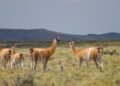 Guanacos: Río Negro debate entre ampliar su aprovechamiento y proteger la especie