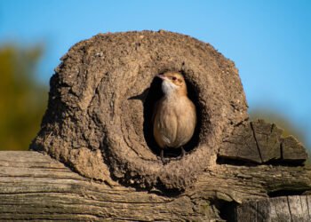 La importancia del nido de hornero en el jardín y su orientación