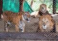 Los primeros pasos hacia la libertad: la adaptación de leones y tigres rescatados del exzoo de Luján en Estados Unidos y Sudáfrica