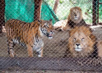 Los primeros pasos hacia la libertad: la adaptación de leones y tigres rescatados del exzoo de Luján en Estados Unidos y Sudáfrica