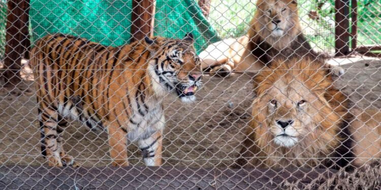 Los primeros pasos hacia la libertad: la adaptación de leones y tigres rescatados del exzoo de Luján en Estados Unidos y Sudáfrica