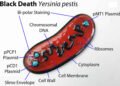 Yersinia Pestis: la bacteria detrás de la peste neumónica y su reciente alerta en Rusia
