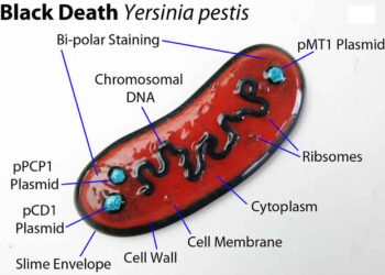 Yersinia Pestis: la bacteria detrás de la peste neumónica y su reciente alerta en Rusia