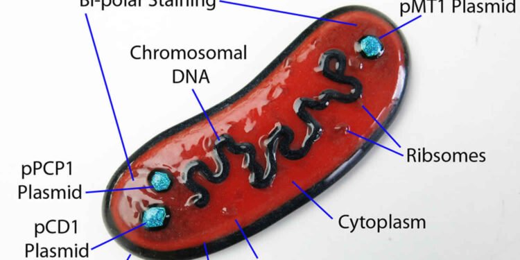 Yersinia Pestis: la bacteria detrás de la peste neumónica y su reciente alerta en Rusia