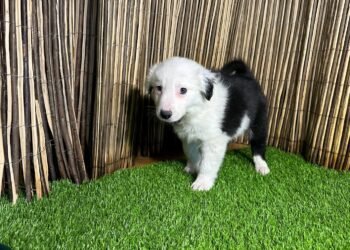 Carlos Carrasco, especialista en adiestramiento canino, opina sobre el Border Collie: “Es un perro de trabajo, por más que se empeñe la gente”
