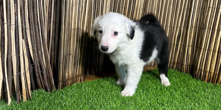 Carlos Carrasco, especialista en adiestramiento canino, opina sobre el Border Collie: “Es un perro de trabajo, por más que se empeñe la gente”